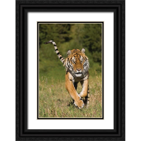 Tiger Run Black Ornate Wood Framed Art Print with Double Matting by Parker, Susann