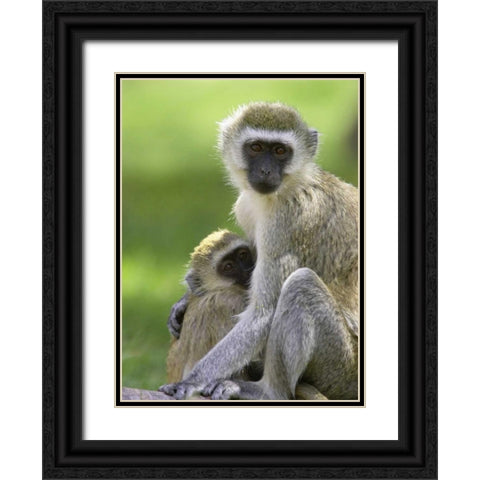 The Vervet Family Black Ornate Wood Framed Art Print with Double Matting by Parker, Susann