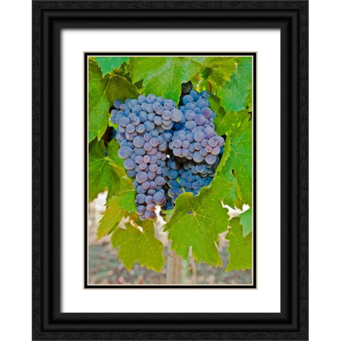Cougar Winery Grapes I Black Ornate Wood Framed Art Print with Double Matting by Peterson, Lee