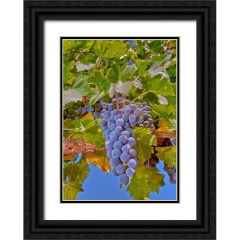Cougar Winery Grapes II Black Ornate Wood Framed Art Print with Double Matting by Peterson, Lee