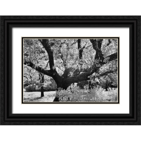 Cayucos I Black Ornate Wood Framed Art Print with Double Matting by Peterson, Lee