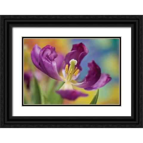 Purple Tulip I Black Ornate Wood Framed Art Print with Double Matting by Peterson, Lee