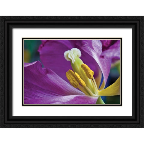 Purple Tulip II Black Ornate Wood Framed Art Print with Double Matting by Peterson, Lee