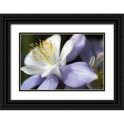 Purple Columbine II Black Ornate Wood Framed Art Print with Double Matting by Putman, Tammy