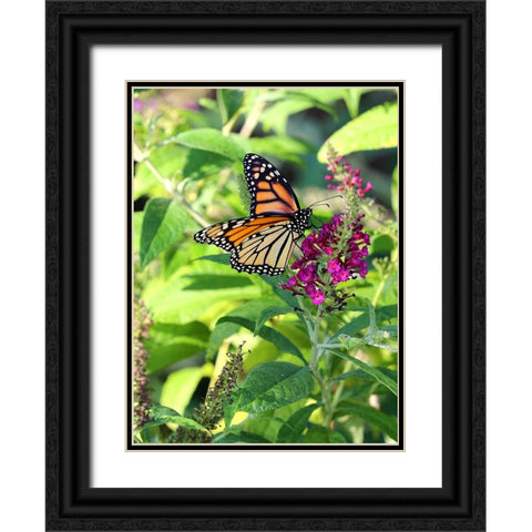 Monarch Garden I Black Ornate Wood Framed Art Print with Double Matting by Putman, Tammy