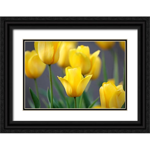 Yellow Tulips Black Ornate Wood Framed Art Print with Double Matting by Putman, Tammy