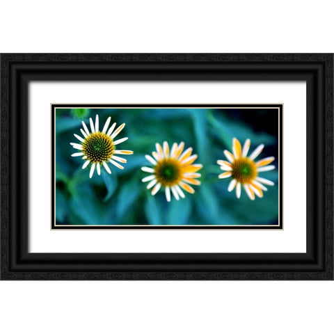 Daisy Trio Black Ornate Wood Framed Art Print with Double Matting by Putman, Tammy