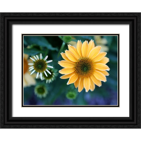 Daisies Black Ornate Wood Framed Art Print with Double Matting by Putman, Tammy