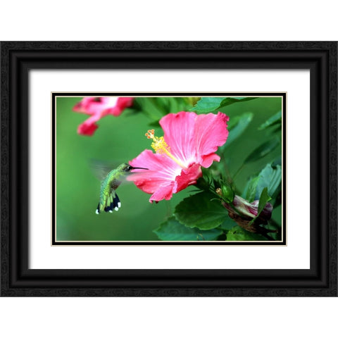 Hummingbird I Black Ornate Wood Framed Art Print with Double Matting by Putman, Tammy