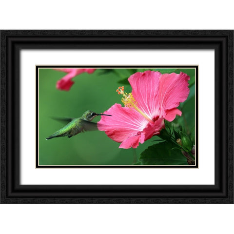 Hummingbird II Black Ornate Wood Framed Art Print with Double Matting by Putman, Tammy
