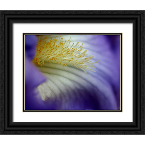 Iris Black Ornate Wood Framed Art Print with Double Matting by Putman, Tammy