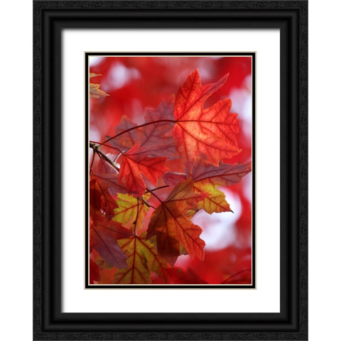 In the Red Black Ornate Wood Framed Art Print with Double Matting by Putman, Tammy
