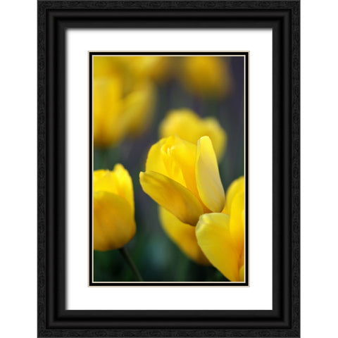 Yellow Tulips Black Ornate Wood Framed Art Print with Double Matting by Putman, Tammy