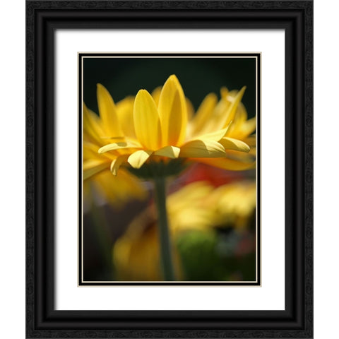 Yellow Daisies Black Ornate Wood Framed Art Print with Double Matting by Putman, Tammy
