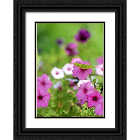 Purple And White Petunias Black Ornate Wood Framed Art Print with Double Matting by Putman, Tammy