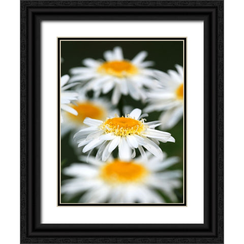 White Daisies Black Ornate Wood Framed Art Print with Double Matting by Putman, Tammy