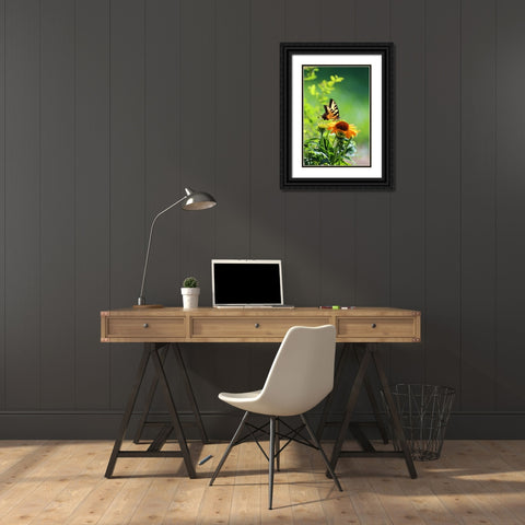Eastern Tiger Swallowtail Black Ornate Wood Framed Art Print with Double Matting by Putman, Tammy
