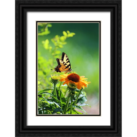 Eastern Tiger Swallowtail Black Ornate Wood Framed Art Print with Double Matting by Putman, Tammy