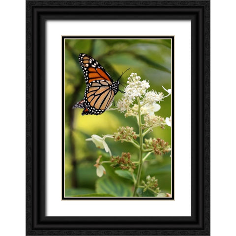 Monarch Black Ornate Wood Framed Art Print with Double Matting by Putman, Tammy