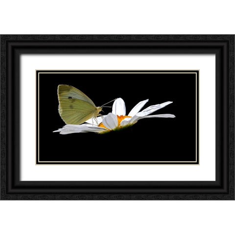 Cabbage White Black Ornate Wood Framed Art Print with Double Matting by Putman, Tammy