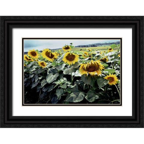 Sunflower Fields I Black Ornate Wood Framed Art Print with Double Matting by Stefko, Bob