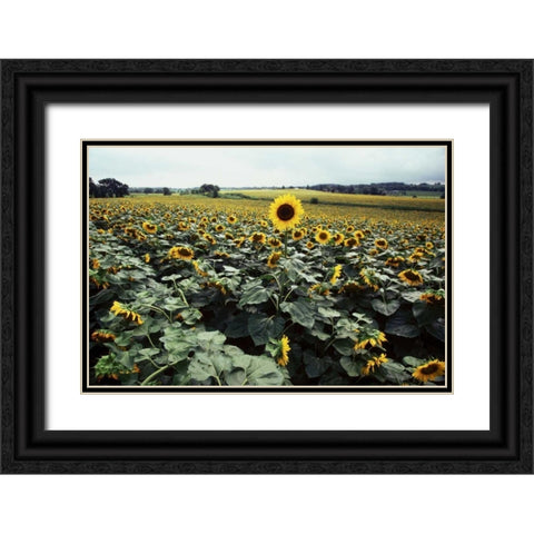 Sunflower Fields II Black Ornate Wood Framed Art Print with Double Matting by Stefko, Bob