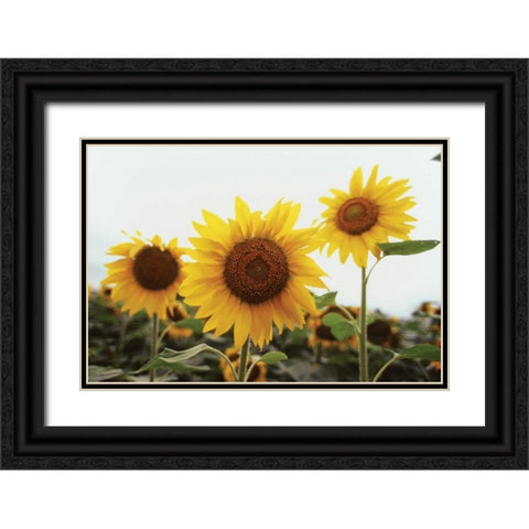 Sunflower Fields III Black Ornate Wood Framed Art Print with Double Matting by Stefko, Bob