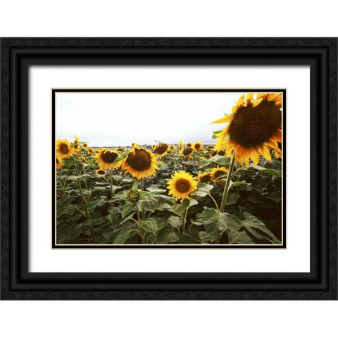 Sunflower Fields IV Black Ornate Wood Framed Art Print with Double Matting by Stefko, Bob