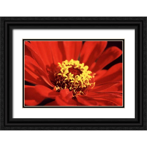 Red Zinnia I Black Ornate Wood Framed Art Print with Double Matting by Stefko, Bob