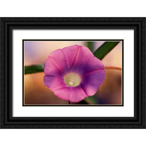 Morning Glory I Black Ornate Wood Framed Art Print with Double Matting by Stefko, Bob