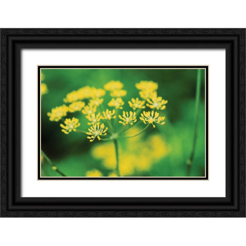 Blooming Dill Black Ornate Wood Framed Art Print with Double Matting by Stefko, Bob