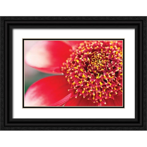Starburst I Black Ornate Wood Framed Art Print with Double Matting by Styber, Dana