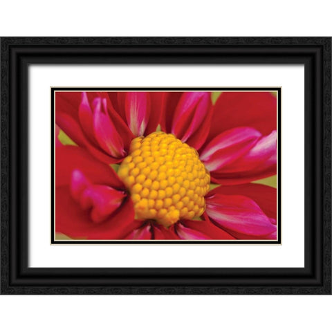 Starburst II Black Ornate Wood Framed Art Print with Double Matting by Styber, Dana