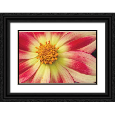 Starburst III Black Ornate Wood Framed Art Print with Double Matting by Styber, Dana