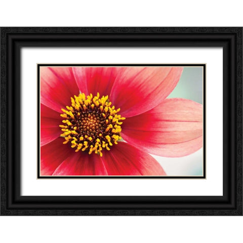 Starburst IV Black Ornate Wood Framed Art Print with Double Matting by Styber, Dana