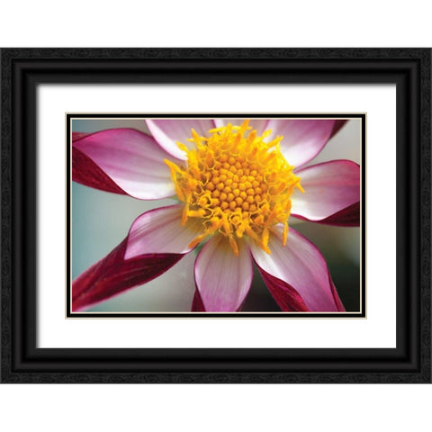 Stardust I Black Ornate Wood Framed Art Print with Double Matting by Styber, Dana