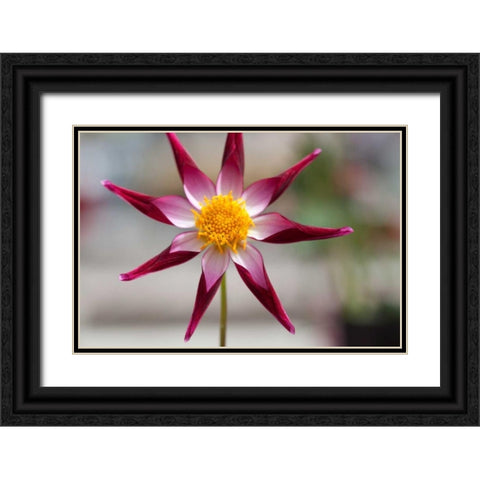 Stardust II Black Ornate Wood Framed Art Print with Double Matting by Styber, Dana