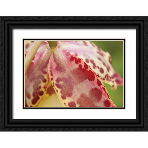 Pink Mist Black Ornate Wood Framed Art Print with Double Matting by Styber, Dana