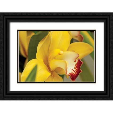 Lemon Orchid I Black Ornate Wood Framed Art Print with Double Matting by Styber, Dana