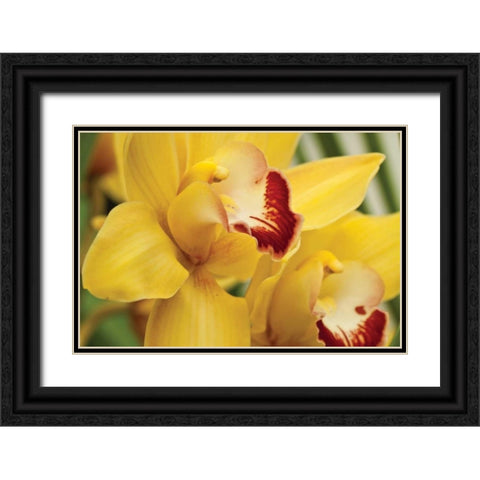 Lemon Orchid II Black Ornate Wood Framed Art Print with Double Matting by Styber, Dana