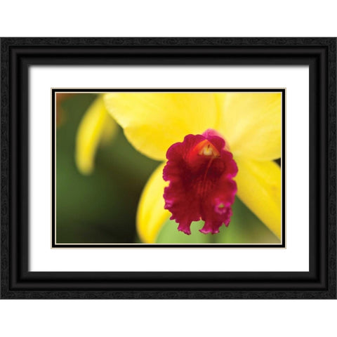 Pink Velvet Black Ornate Wood Framed Art Print with Double Matting by Styber, Dana