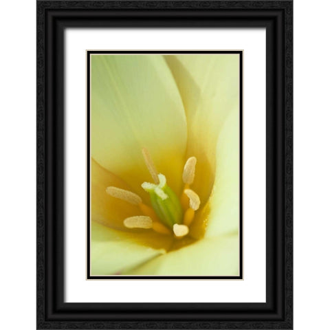 Yellow Burst I Black Ornate Wood Framed Art Print with Double Matting by Styber, Dana