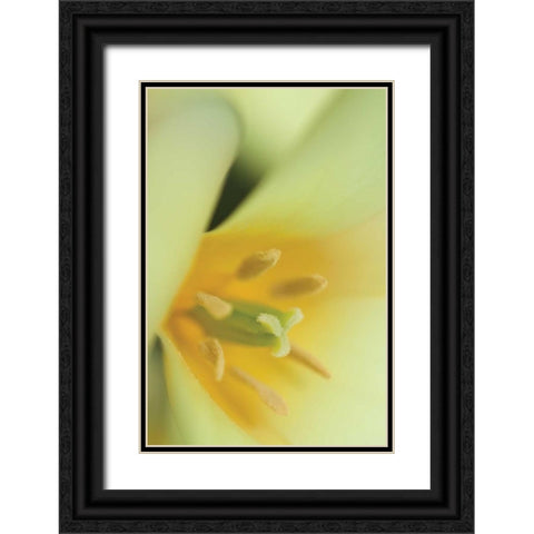 Yellow Burst II Black Ornate Wood Framed Art Print with Double Matting by Styber, Dana
