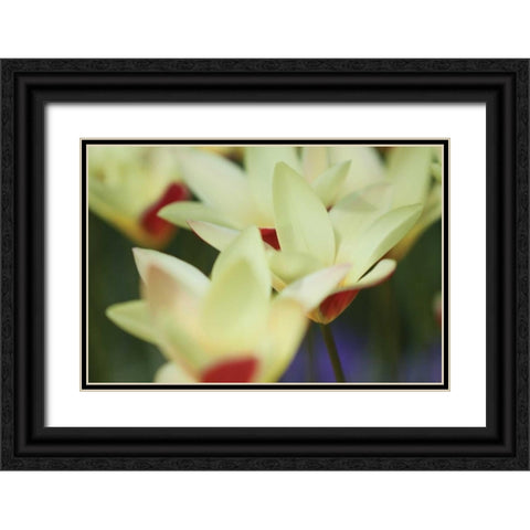 Yellow Cream I Black Ornate Wood Framed Art Print with Double Matting by Styber, Dana