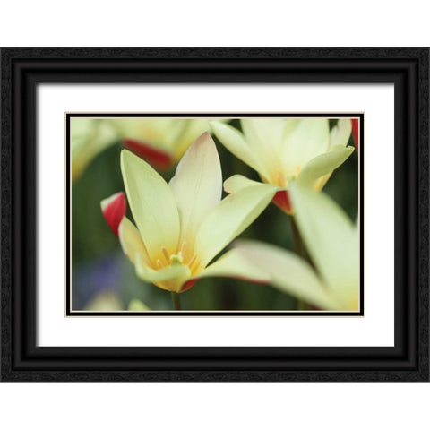 Yellow Cream II Black Ornate Wood Framed Art Print with Double Matting by Styber, Dana