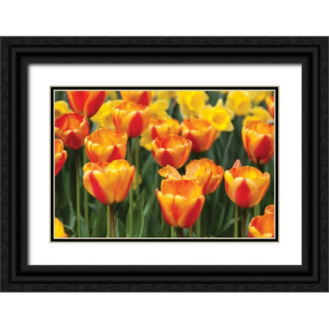 Tulip March I Black Ornate Wood Framed Art Print with Double Matting by Styber, Dana
