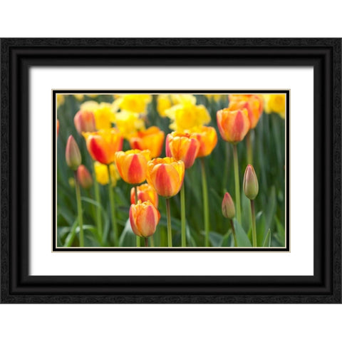Tulip March II Black Ornate Wood Framed Art Print with Double Matting by Styber, Dana
