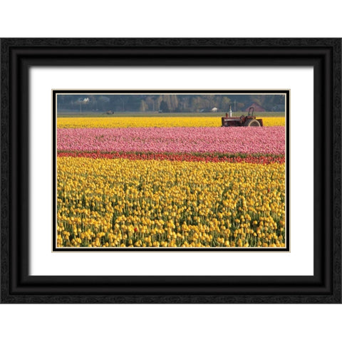 Tractor and Tulips I Black Ornate Wood Framed Art Print with Double Matting by Styber, Dana
