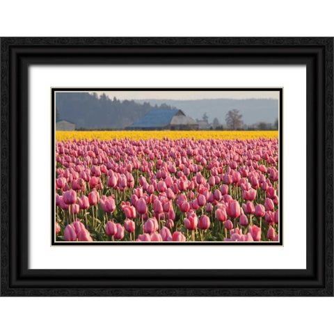 In the Pink Black Ornate Wood Framed Art Print with Double Matting by Styber, Dana