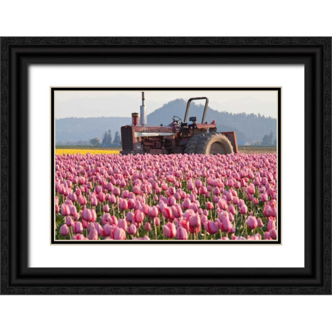 Tractor and Tulips II Black Ornate Wood Framed Art Print with Double Matting by Styber, Dana